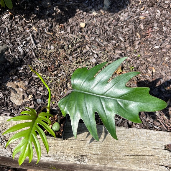 Philodendron Mayoi - Picture 6 of 6